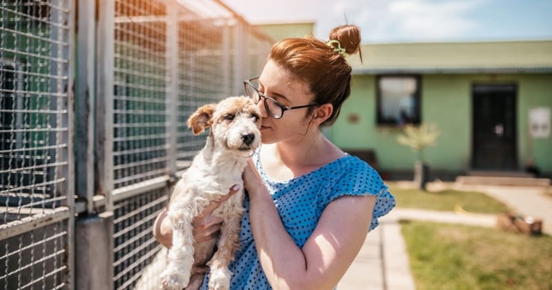 Köpek Sahiplenme Rehberi -2024- Neo Skola Blog